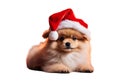 Pomeraniam santa claus puppy dog isolated Royalty Free Stock Photo