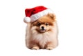 Pomeraniam santa claus puppy dog isolated Royalty Free Stock Photo