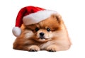 Pomeraniam santa claus puppy dog isolated Royalty Free Stock Photo