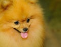 Pomeranian