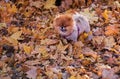 Pomeranian in an autumn park among bright orange foliage, a small domestic red-haired dog