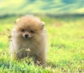 Pomeranian Royalty Free Stock Photo