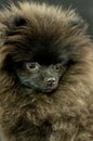 Pomeranian Black Puppy