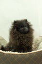 Pomeranian Black Puppy