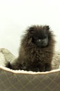 Pomeranian Black Puppy