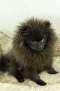 Pomeranian Black Puppy