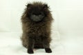 Pomeranian Black Puppy