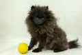 Pomeranian Black Puppy