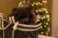 Pomeranian Black Young Puppy on Background