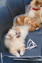 Pomeranian brown dog sitting on the chair