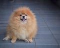 Pomeranian brown dog.
