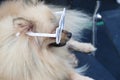 Pomeranian brown dog wearing glasses