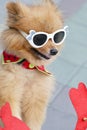 Pomeranian brown dog wearing glasses sitting on tricycle