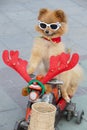 Pomeranian brown dog wearing glasses sitting on tricycle