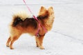 Pomeranian Brown walked with the owner.