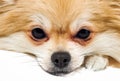 Pomeranian Pomeranian close-up. Dog\'s face on a white background. Royalty Free Stock Photo