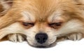 Pomeranian Pomeranian close-up. Dog\'s face on a white background