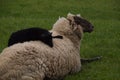 Pomeranian coarsewool lying down in a green meadow with a small black baby sheep on its back Royalty Free Stock Photo