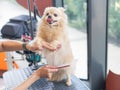 A Pomeranian is combed in a grooming salon. Royalty Free Stock Photo