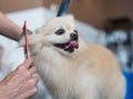 A Pomeranian is combed in a grooming salon. Royalty Free Stock Photo