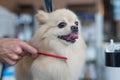A Pomeranian is combed in a grooming salon. Royalty Free Stock Photo