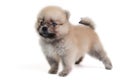 Pomeranian cream puppy