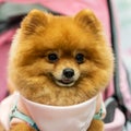 Pomeranian cute dog.