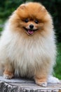 Pomeranian. Cute fluffy charming red-haired Spitz stands full-length on a stump. Walk with a dog on a Sunny day