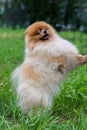 Pomeranian. Cute fluffy charming red-haired Spitz stands on his hind legs in full growth