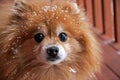Pomeranian Dog Royalty Free Stock Photo