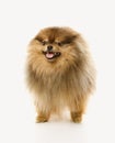 Pomeranian dog.