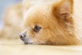 Pomeranian dog Royalty Free Stock Photo