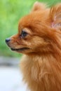 Pomeranian dog Royalty Free Stock Photo