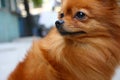 Pomeranian dog Royalty Free Stock Photo