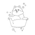 A pomeranian dog bath, doodle dog in a basin washes with bubbles. Grooming