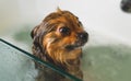 Pomeranian dog in the bathroom.