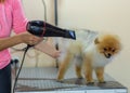 Pomeranian dog being groomed at Pet Hairdresser Royalty Free Stock Photo