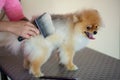 Pomeranian dog being groomed at Pet Hairdresser Royalty Free Stock Photo