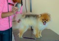 Pomeranian dog being groomed at Pet Hairdresser Royalty Free Stock Photo