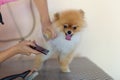 Pomeranian dog being groomed at Pet Hairdresser Royalty Free Stock Photo