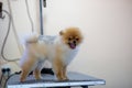 Pomeranian dog being groomed at Pet Hairdresser Royalty Free Stock Photo