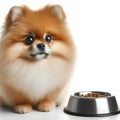 a Pomeranian dog with big sad eyes sits by a bowl waiting for food isolated on solid white background. ai generative Royalty Free Stock Photo