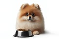 a Pomeranian dog with big sad eyes sits by a bowl waiting for food isolated on solid white background. ai generative Royalty Free Stock Photo