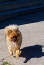 Pomeranian dog breed