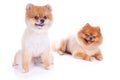 Pomeranian dog brown short hair