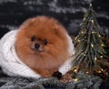 Pomeranian dog in christmas decorations on dark wooden background. The year of the dog. New year dog. Beautiful dog Royalty Free Stock Photo