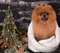 Pomeranian dog in christmas decorations on dark wooden background. The year of the dog. New year dog. Beautiful dog Royalty Free Stock Photo