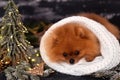 Pomeranian dog in Christmas decorations on dark wooden background. The year of the dog. New year dog. Beautiful dog Royalty Free Stock Photo