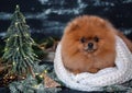 Pomeranian dog in christmas decorations on dark wooden background. The year of the dog. New year dog. Beautiful dog Royalty Free Stock Photo