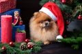 Pomeranian dog in christmas hat with christmas decorations on dark wooden background. The year of the dog. New year dog. Beautiful Royalty Free Stock Photo